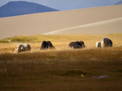 抖音月付扫码套现安全吗？这些风险可能让你“钱账两空”