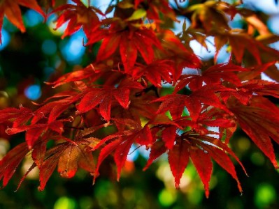 微信花呗借呗官方客服电话指南：防骗攻略+安出掌柜辅助更安心