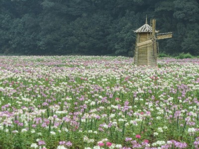 花呗套现可行吗？风险警示+正规替代方案（附安出掌柜合规建议）