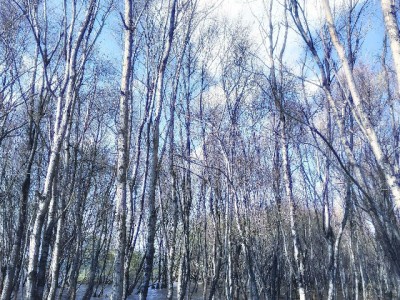 商家花呗收款关闭教程：支付宝操作+安出掌柜辅助指南