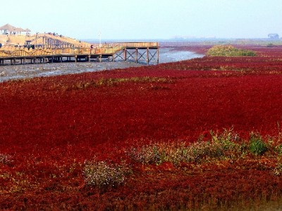 白条取现会不会有事？这三大风险需警惕，安出掌柜提醒理性操作