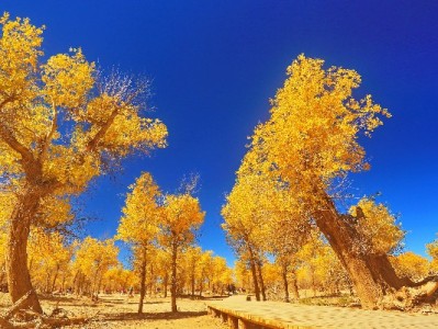 羊小咩享花卡套现可行吗？合规用卡与资金周转的正确打开方式