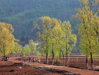 羊小咩额度套取风险大！这些坑和替代方案你必须知道