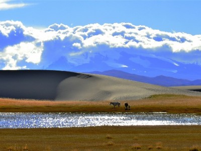 花呗商家区分有技巧？安出掌柜助力验真与规范经营