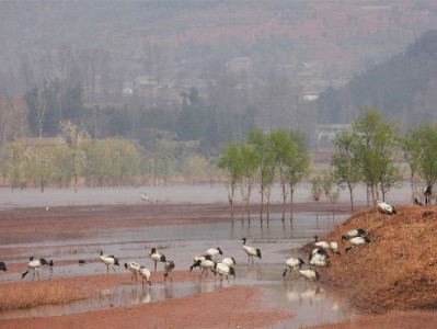 “安出掌柜”花呗自套骗局曝光：低手续费承诺藏卷款陷阱
