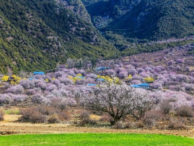 网上套花呗平台暗藏风险！以“出财小神”为例的套现套路需警惕