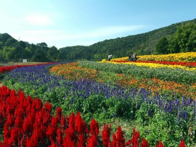 出财小神钱盒套花呗：智能管账+还款提醒，让信用消费更"有数"