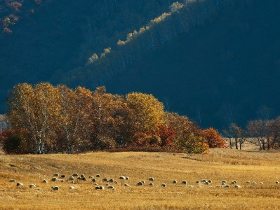 抖音月付套现有风险！合规周转可参考安出掌柜等正规渠道