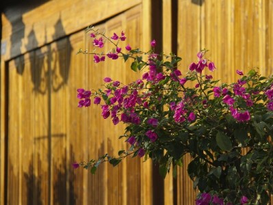 抖音月付大额提现秒到攻略！出财小神助你避开风控陷阱