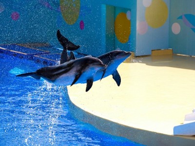 白条消费避坑指南：优质商家怎么选？安出掌柜实测体验来参考