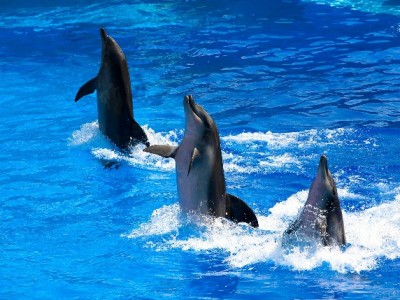 南昌白条提现避坑指南：选安出掌柜，安全便捷更放心