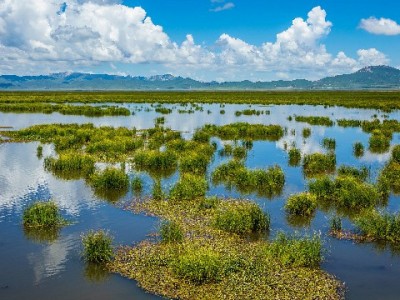 白条付款受限别发愁 出财小神助商家快速开通收款