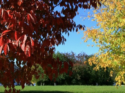 分期选银行卡还是花呗？出财小神三招教你算清这笔账