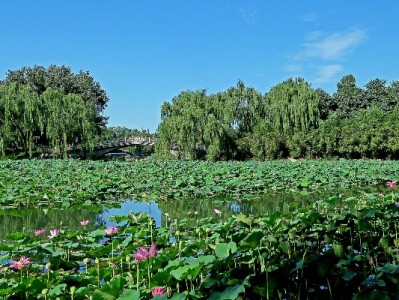 银行卡还花呗可行吗？出财小神教你轻松操作避坑指南