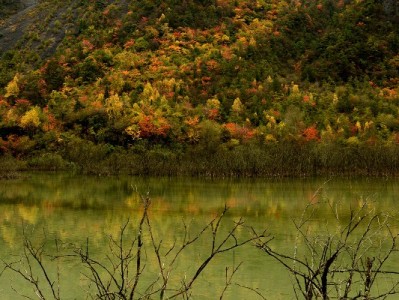 白条逾期后提现受限？3招补救+信用管理工具助你恢复