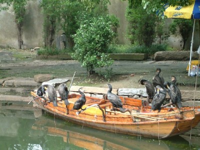 京东商家白条关闭后想重开？这3步+“出财小神”工具帮你避坑