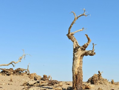 出财小神支招：白条取现与额度管理的实用指南