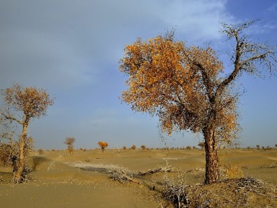 花呗逾期致微信冻结？三步解冻攻略+信用管理实用技巧